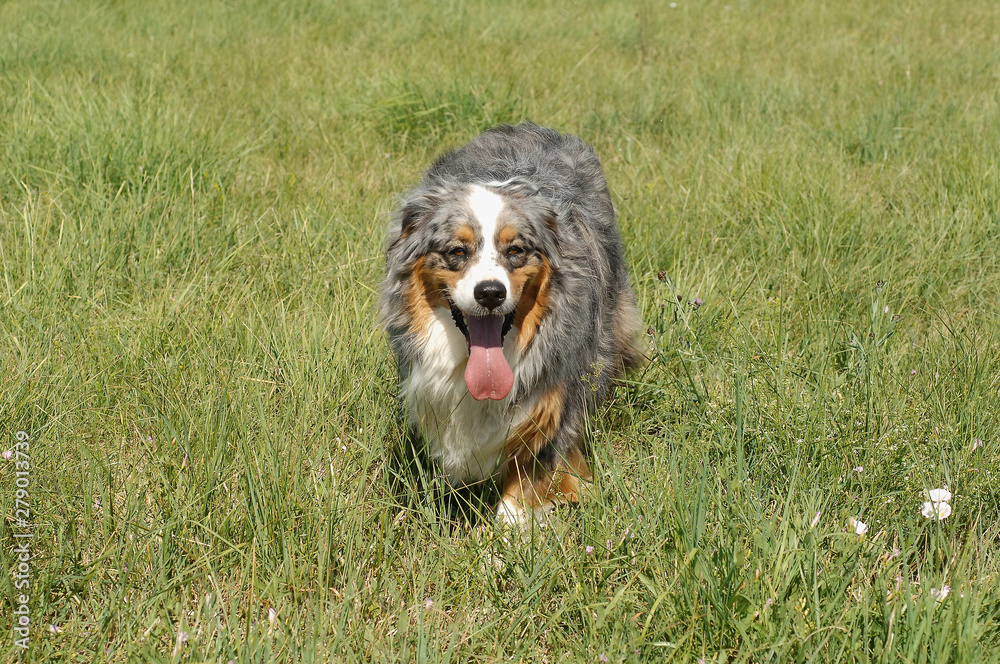 Fototapeta premium Australian Shepherd