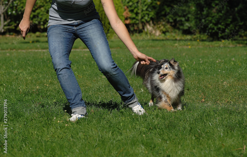 Shetland Sheepdog Shetland Sheepdog