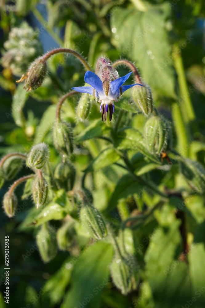 Borretsch - borage - starflower. One blossom and several closed buds. Picture 2 Borretsch - borage - starflower. One blossom and several closed buds. Picture 2