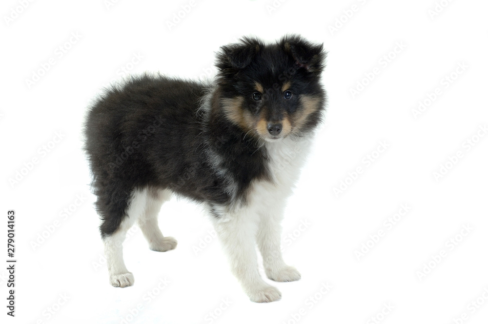 Shetland Sheepdog Shetland Sheepdog