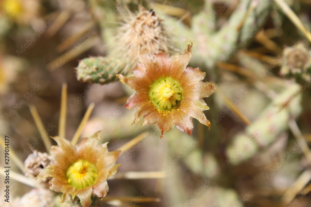 In the margins of 29 Palms, this native Mojave species known commonly as Pencil Cholla and botanically as Cylindropuntia has multiple paths of propagation, pollination and vegetative reproduction. In the margins of 29 Palms, this native Mojave species known commonly as Pencil Cholla and botanically as Cylindropuntia has multiple paths of propagation, pollination and vegetative reproduction.