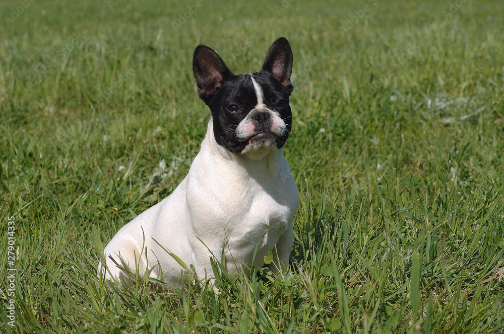 French Bulldog