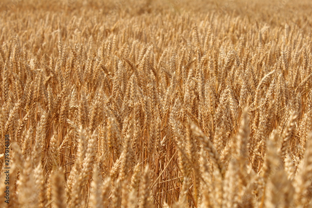 beautiful ripe golden wheat closeup in zeeland, holland in summer beautiful ripe golden wheat closeup in zeeland, holland in summer