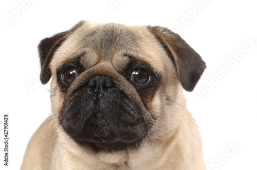 Pug