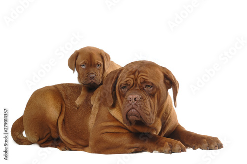 French Mastiff