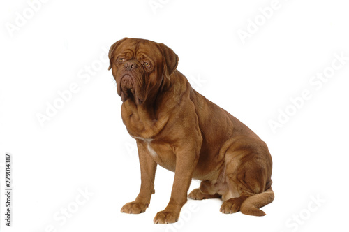 French Mastiff