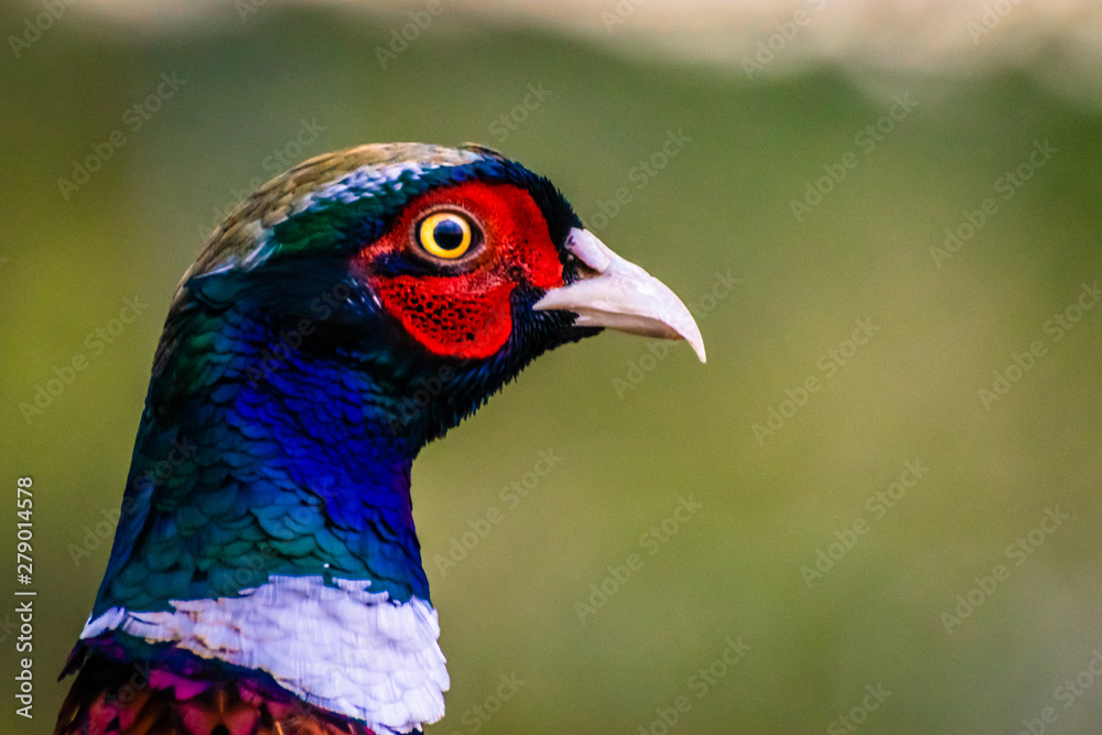 Common ring neck pheasant. Phasianus colchicus. European wildlife. Common ring neck pheasant. Phasianus colchicus. European wildlife.