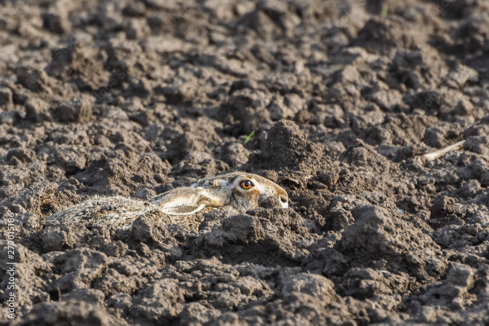 Brown hare. European wildlife. Wild animals. Rabbit. Brown hare. European wildlife. Wild animals. Rabbit.