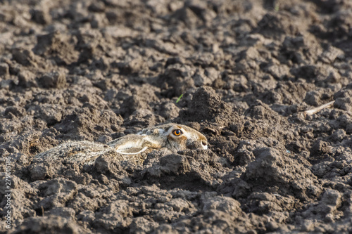 Brown hare. European wildlife. Wild animals. Rabbit.