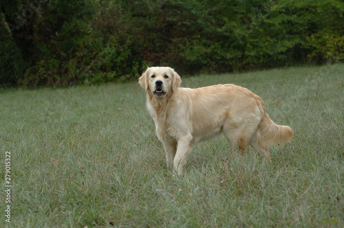 Golden Retriever © Lifanimals