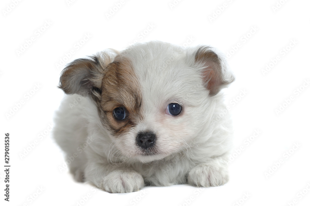 Chihuahua Chihuahua