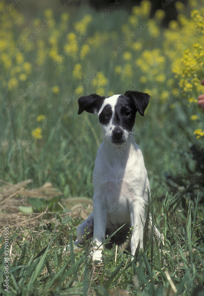 Fox Terrier