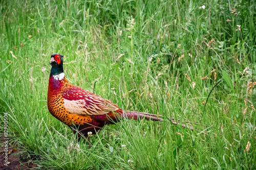 Common ring neck pheasant. Phasianus colchicus. European wildlife.