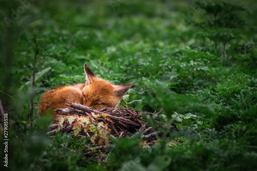 Red fox cub. European wildlife. Cute fox puppy. © Jelena