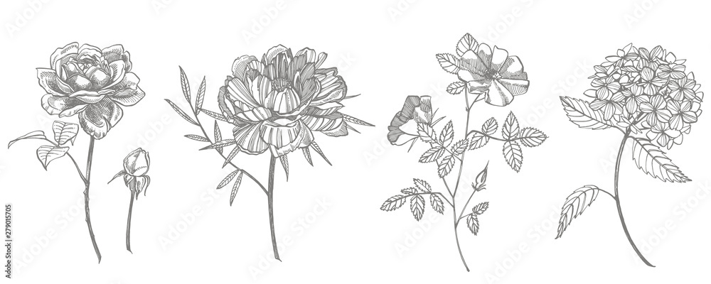 Bouquet. Spring Flowers and twigs. Peonies, Hydrangea, Rose. Vintage botanical illustration. Black and white set of drawing cornflowers, floral elements, hand drawn botanical illustration.