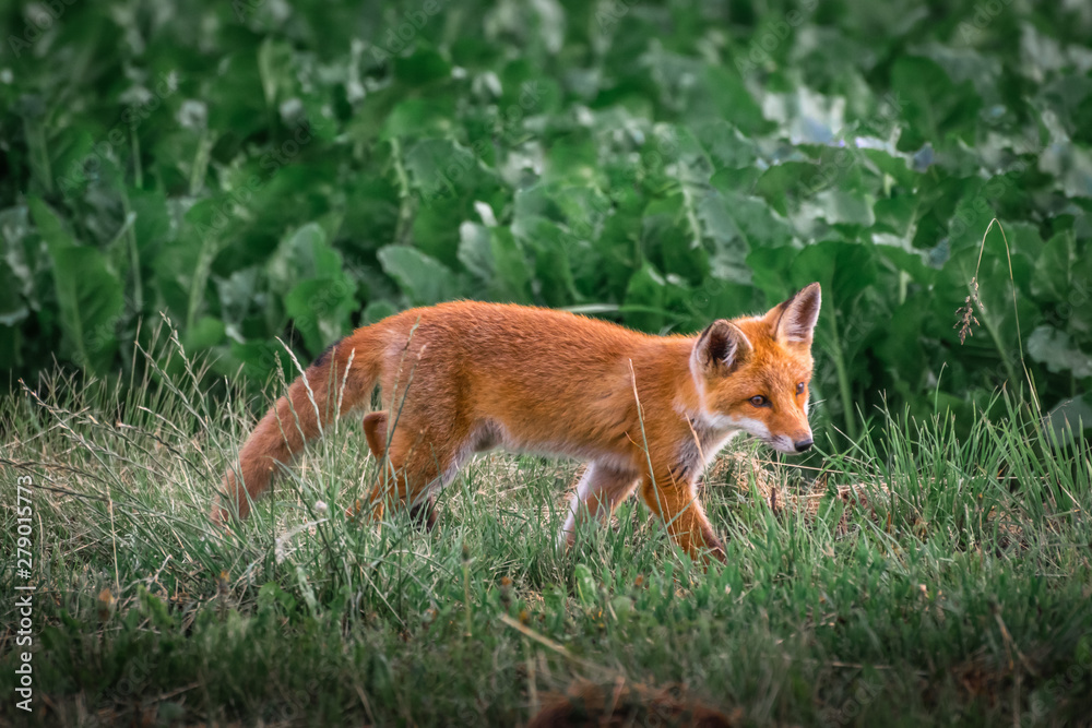 Fototapeta premium Red fox cub. European wildlife. Cute fox puppy.