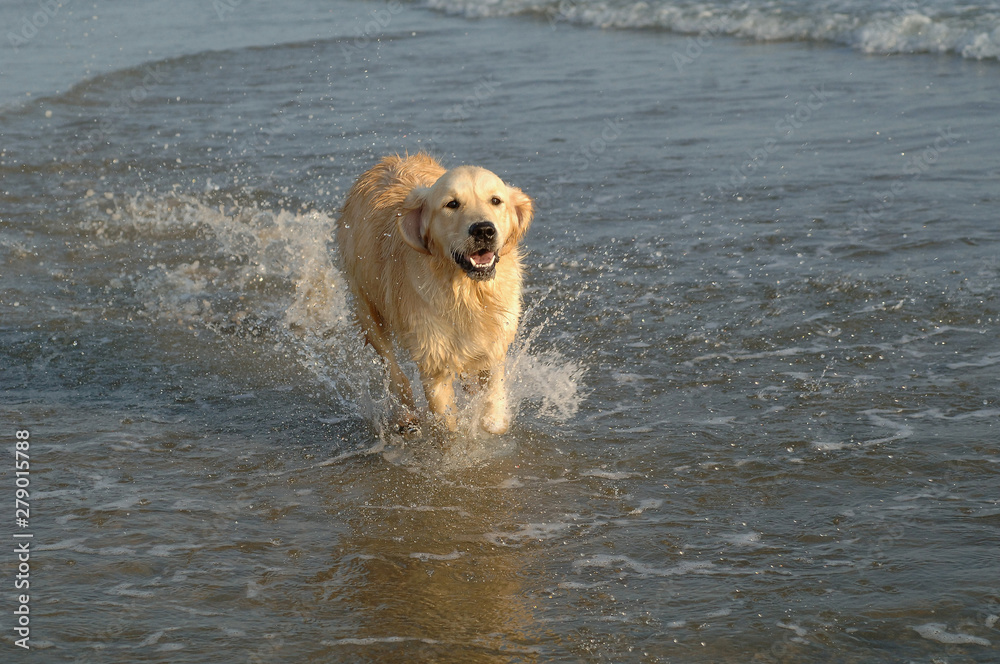 Golden Retriever