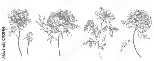 Bouquet. Spring Flowers and twigs. Peonies  Hydrangea  Rose. Vintage botanical illustration. Black and white set of drawing cornflowers  floral elements  hand drawn botanical illustration.