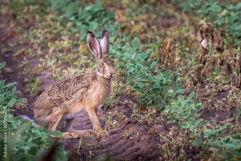 Brown hare. European wildlife. Wild animals. Rabbit. Brown hare. European wildlife. Wild animals. Rabbit.