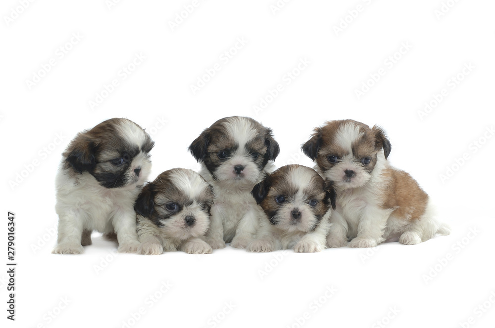 Shih Tzu Shih Tzu