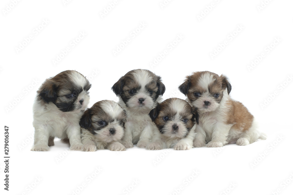 Shih Tzu