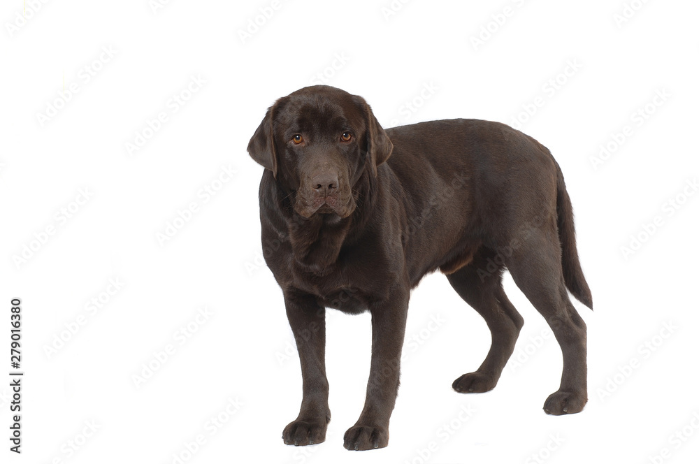 Labrador Retriever