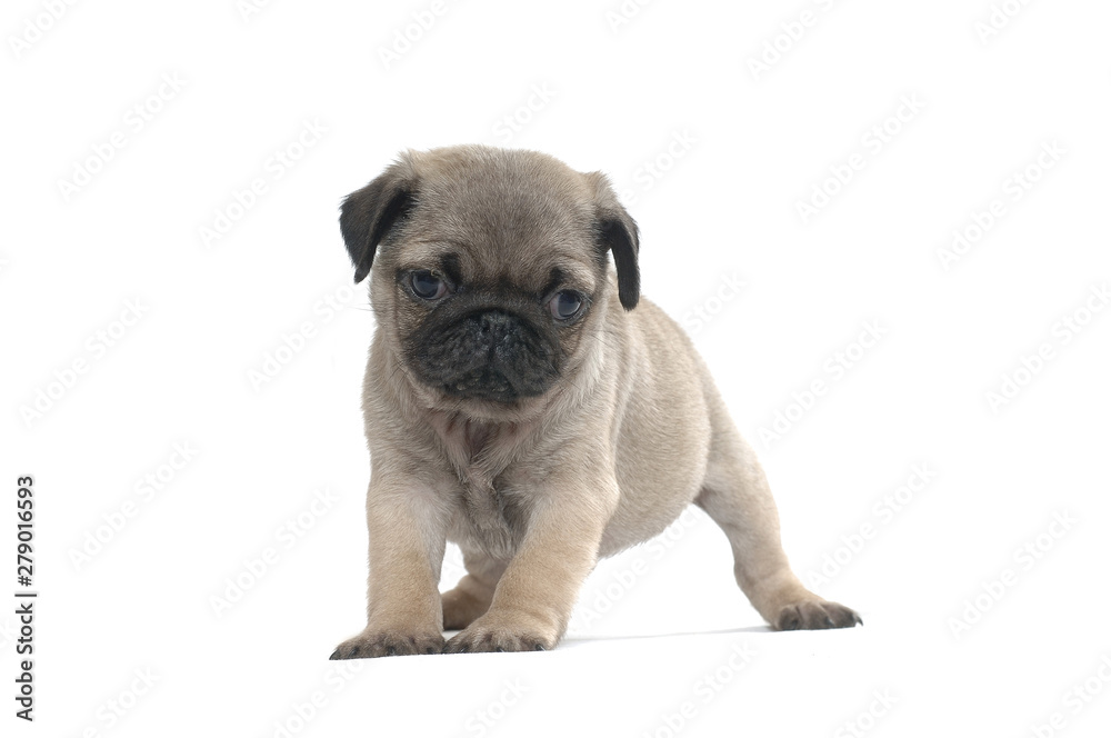 Pug Pug
