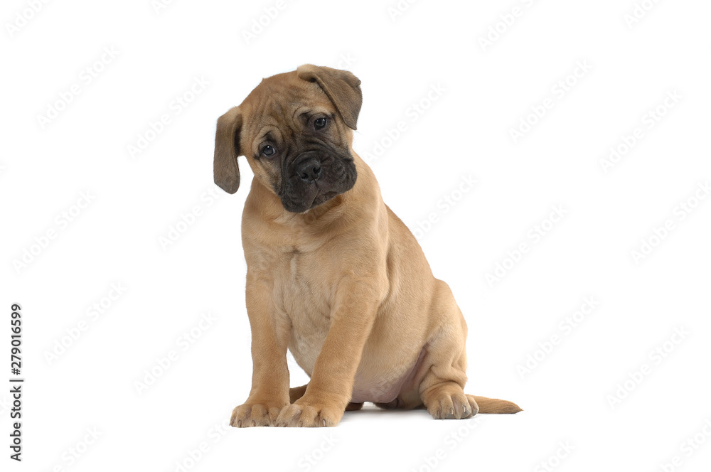 Mastiff Mastiff
