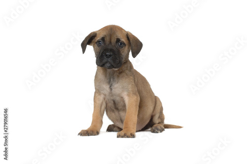 Bullmastiff