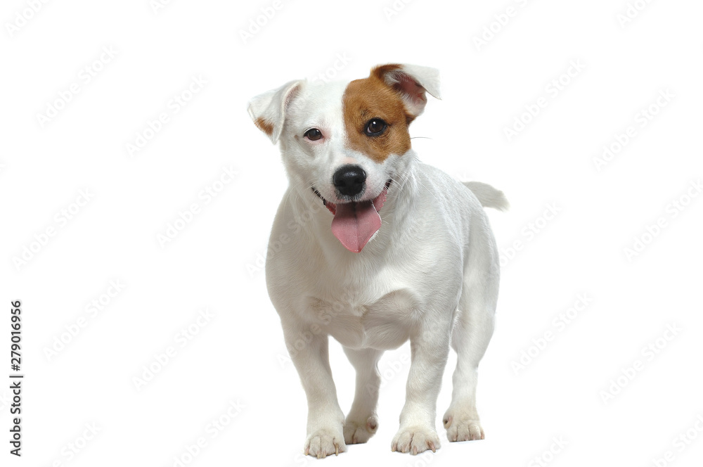 Jack Russell Terrier