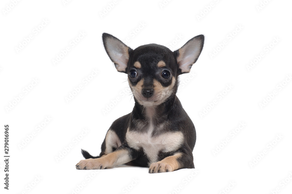 Fototapeta premium Chihuahua