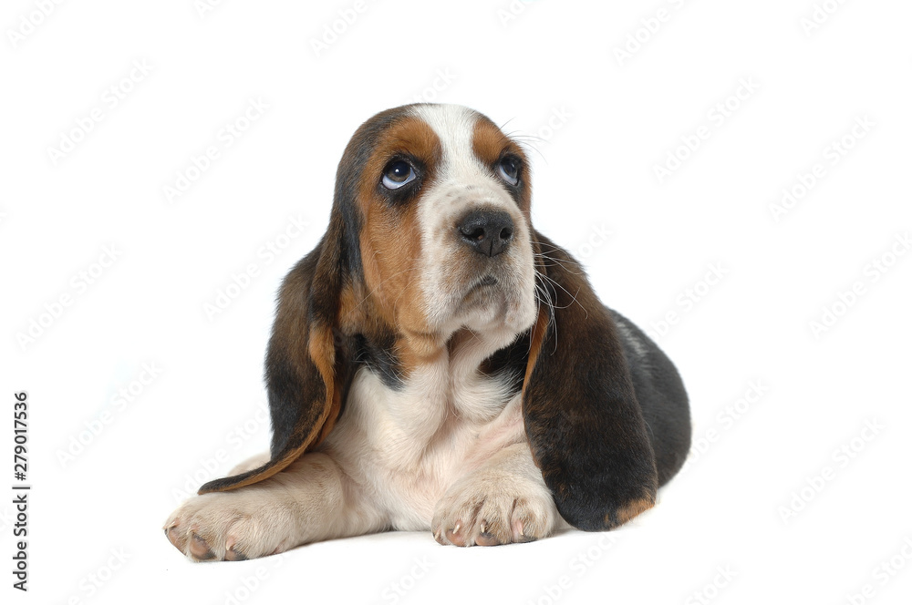 Basset Hound