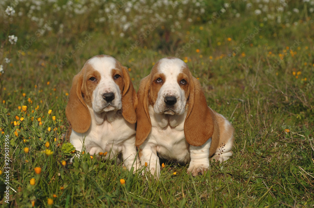 Basset Hound