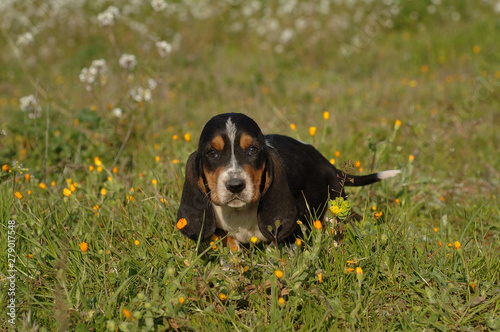 Basset Hound