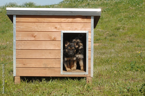 German Shepherd puppies