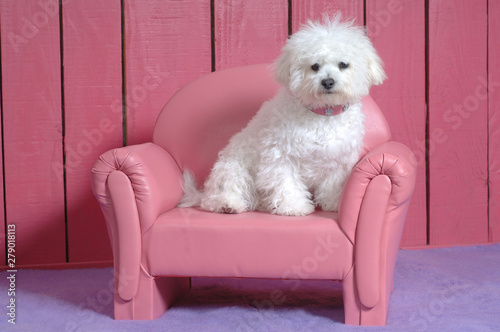 Cuadro en lienzo Bichon Frise on a pink armchair
