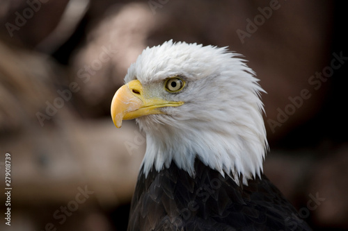 A portrait of a bird of prey American eagle on a neutral beige background