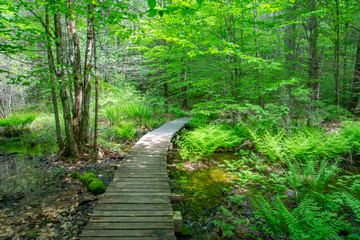 Fotobehang Groen wooden bridge in the forest  © Tiffany