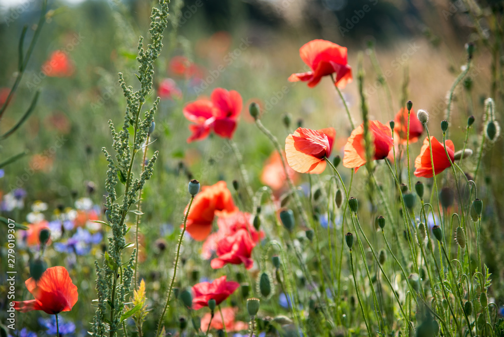 Blumenwiese mit Mohn