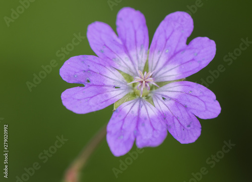 Geranium sylvaticum  wild geranium of intense purple color with the lightest center in mountainous areas