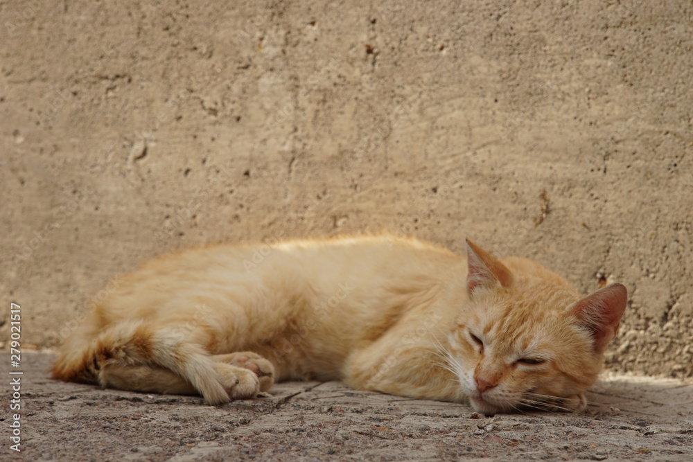 Fototapeta premium Nice ginger cat relaxing on the stone floor outdoor