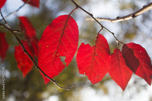 hojas rojizas otoño photo