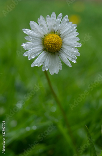 Fototapeta Naklejka Na Ścianę i Meble -  Close up of dew-drenched daisies