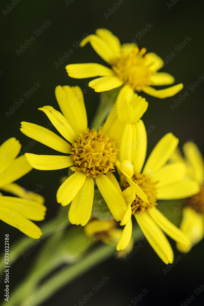 Senecio aquaticus groundsel intense yellow flower Senecio aquaticus groundsel intense yellow flower