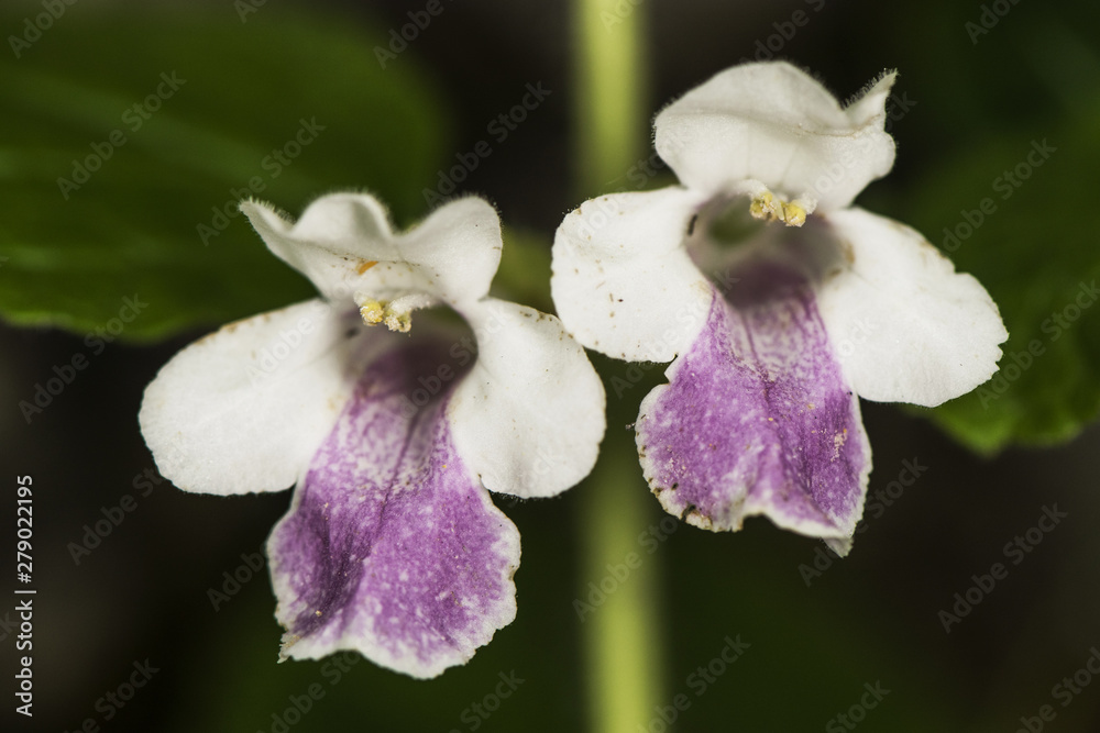 Fototapeta premium melittis melissophyllum bastard balm plant with medium-sized white and pink flowers in mountainous areas