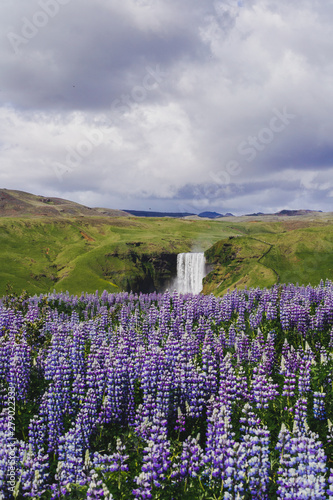 Scenic landscape view of majestic Skógafoss Waterfall with blooming purple/violet lupine flowers on foreground. Summer season. Tourist the most popular natural attraction in Iceland.
