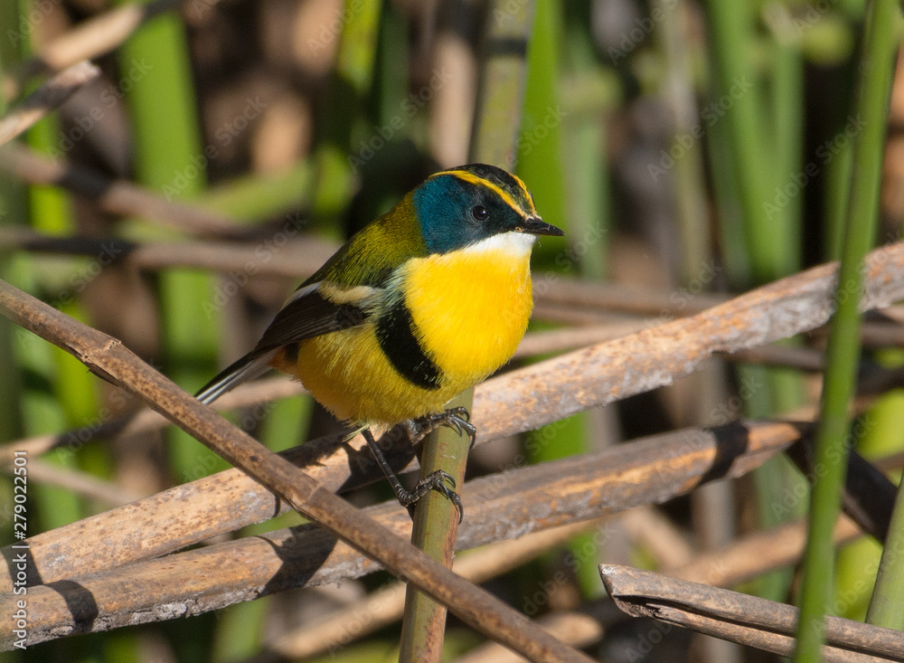 Obraz premium Many Colored Rush Tyrant