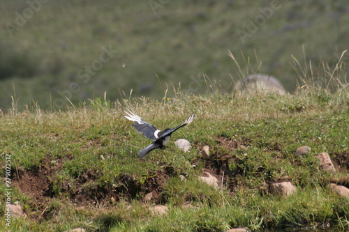 magpie