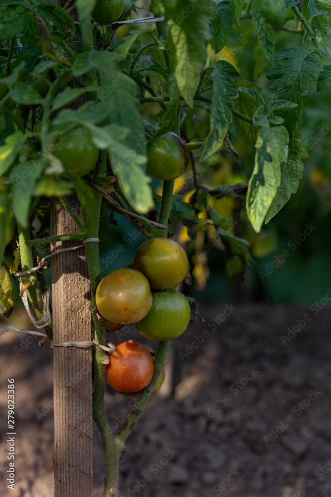 green red tomatoes grow on an ecological plantation
