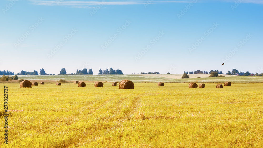 Bales Of Grass On A Mowed Field In The Countryside